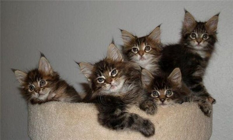 five fluffy kittens on a perch