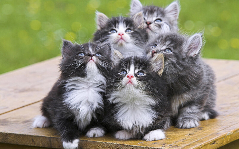 Five Fluffy Kittens