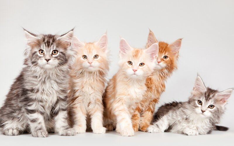 Five Fluffy Kittens — White