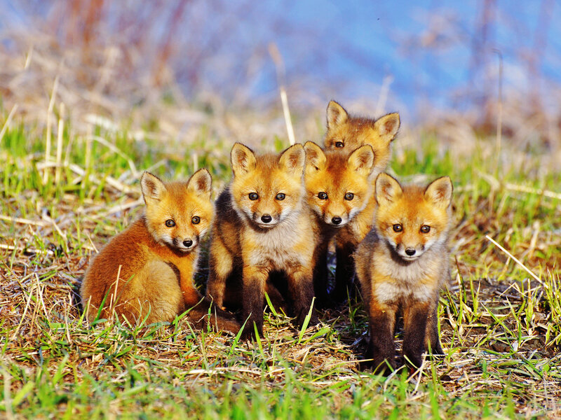 Five Fox Kits in Grass