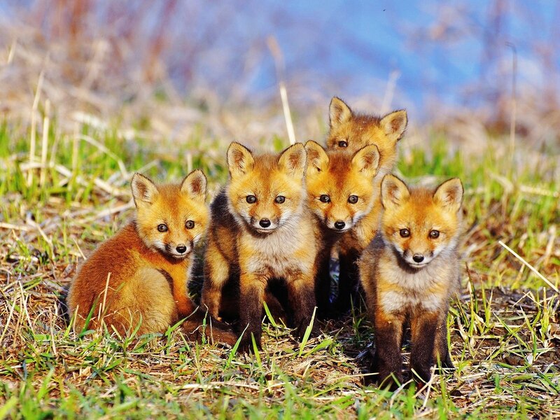 Five Fox Kits — Orange
