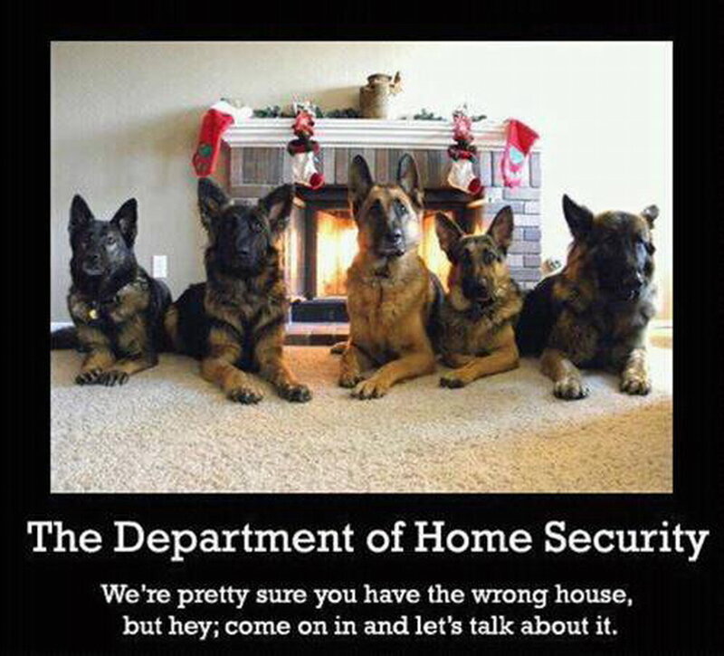 Five German Shepherds