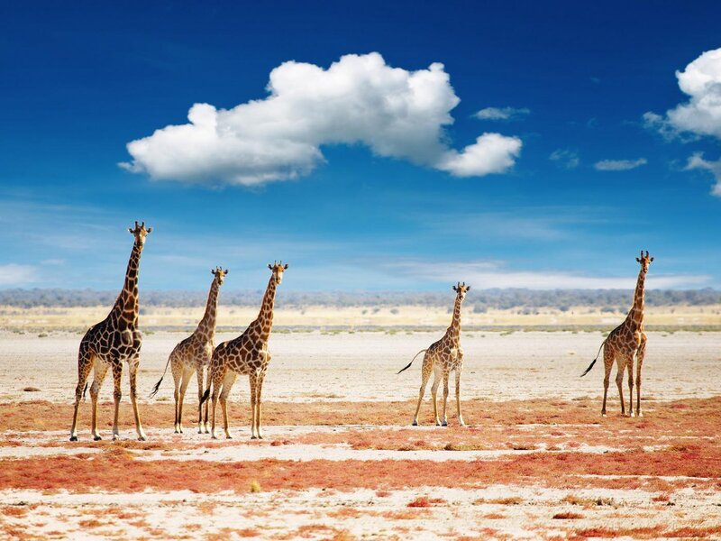 Five Giraffes in Savanna