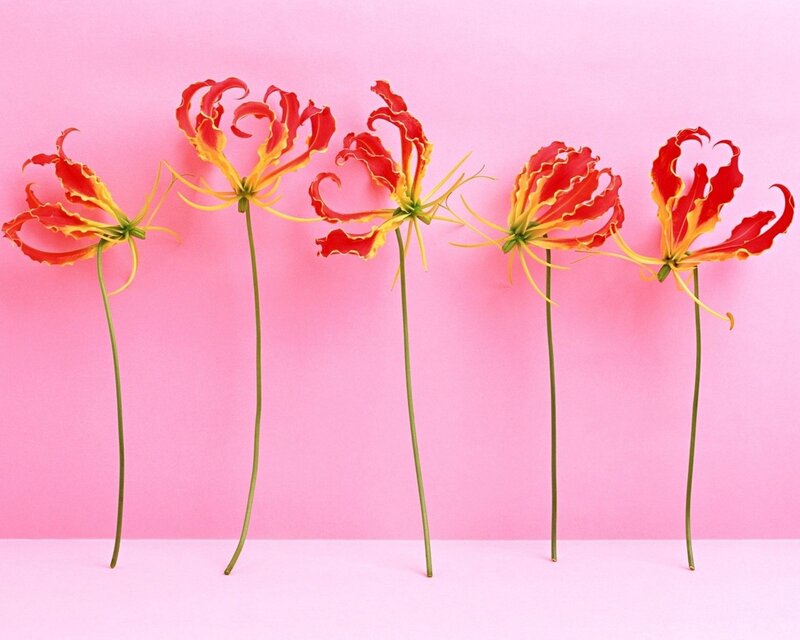 Five Gladiolus Flowers — Pink, Calm