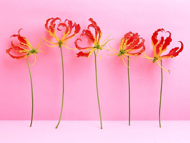 Five Gladiolus Flowers — Pink