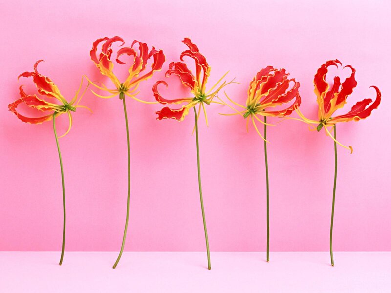 Five Gladiolus Flowers