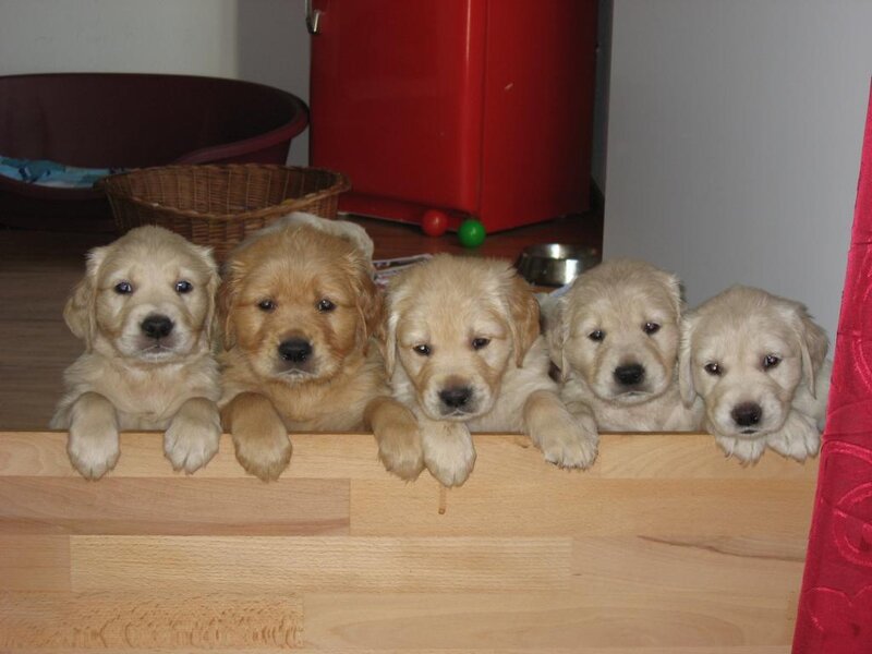 Five Golden Retriever Puppies