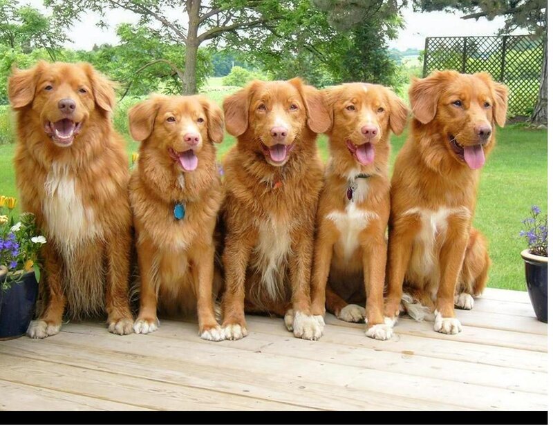 Five Golden Retrievers