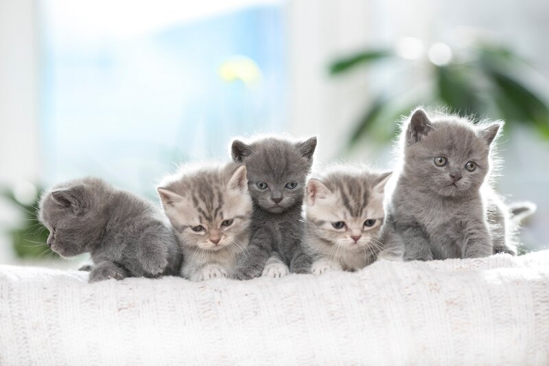 Five Gray Kittens — Calm