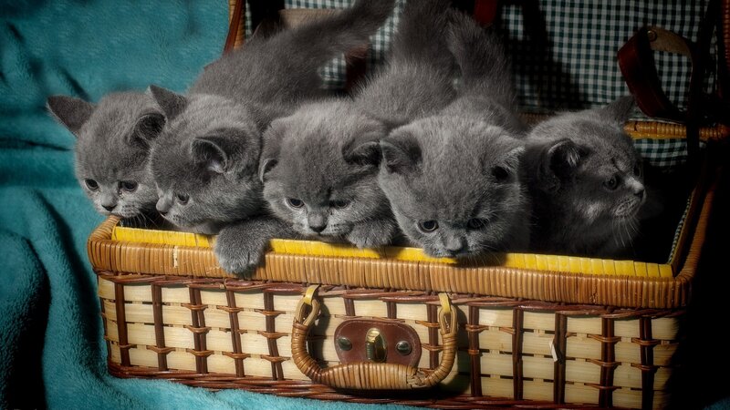 Five Gray Kittens in Basket — Calm