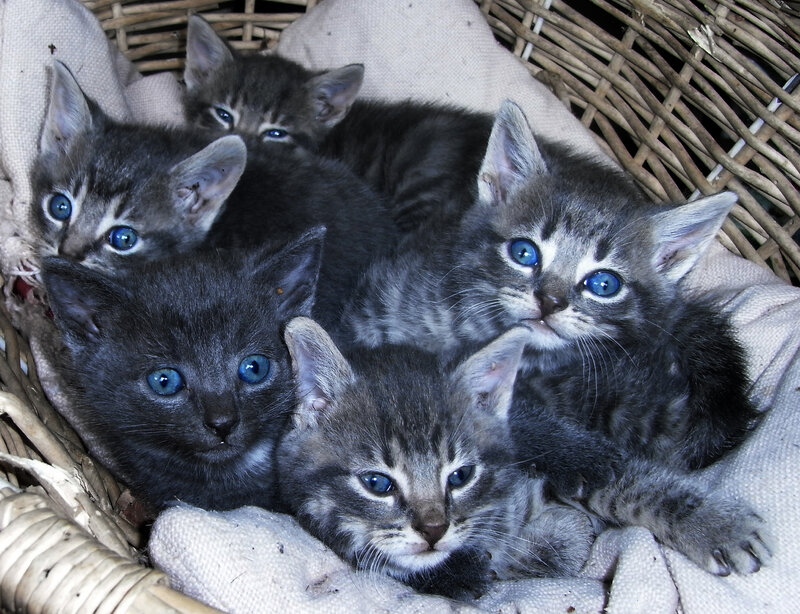 Five Gray Kittens