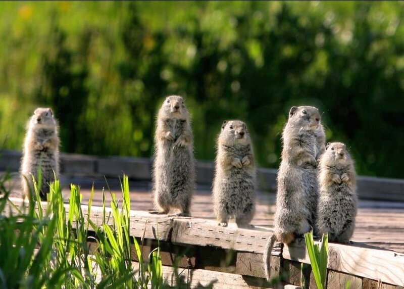 Five Ground Squirrels Standing