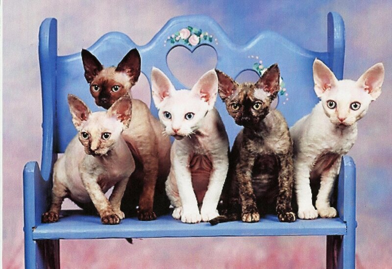 Five Hairless Kittens