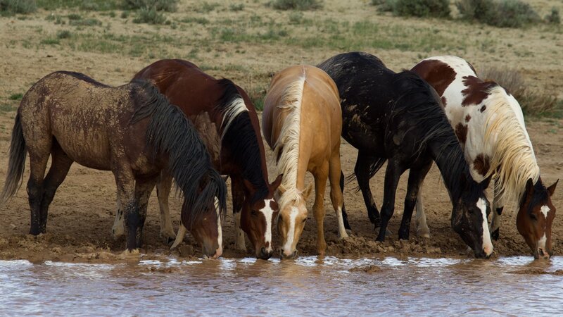 Five Horses Drinking Water