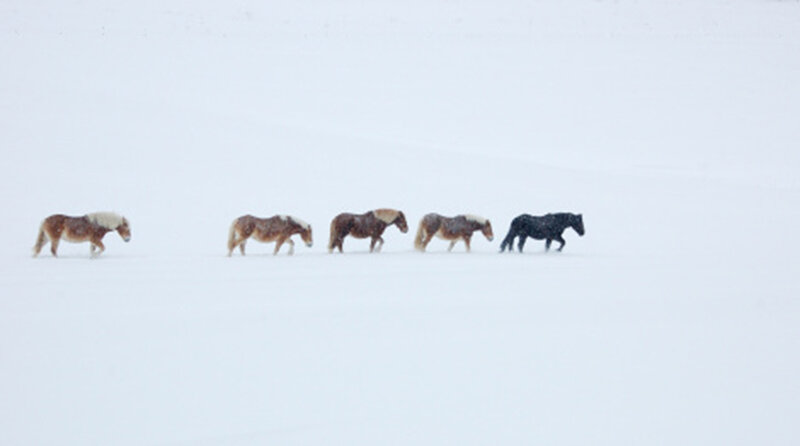 Five Horses in Snow