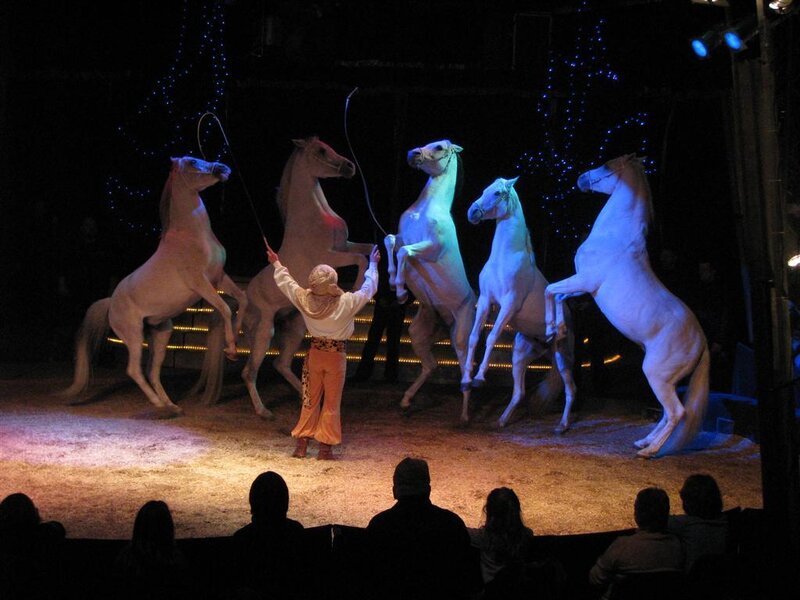 Five Horses Performing