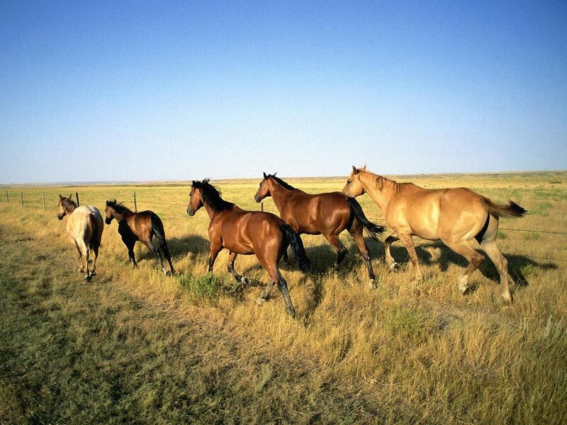 Five Horses Running — Blue