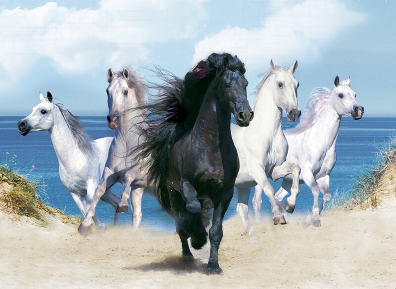 Five Horses Running — White
