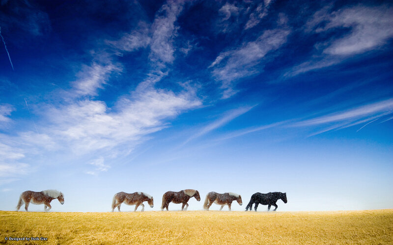Five Horses Walking