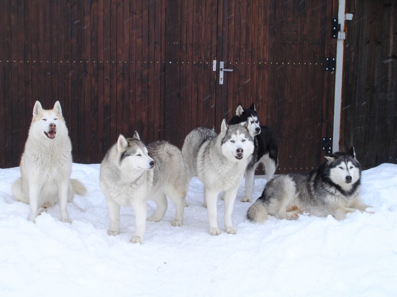 Five Huskies in Snow