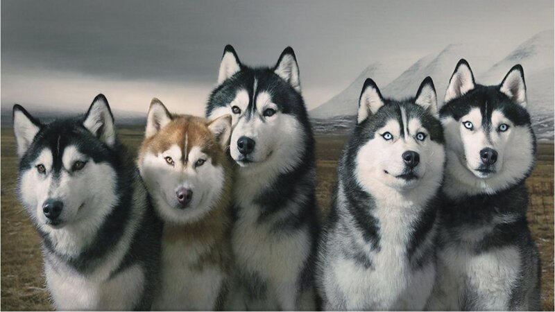 Five Husky Dogs — Gray, Dramatic, Photograph
