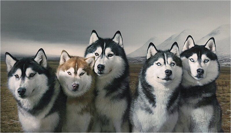 Five Husky Dogs — Gray, Dramatic