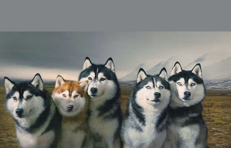 Five Husky Dogs — Gray, Serene
