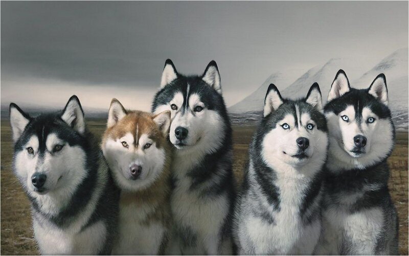 Five Husky Dogs — Gray