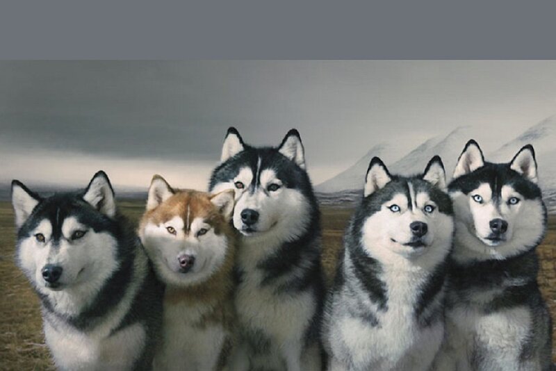 Five Husky Dogs