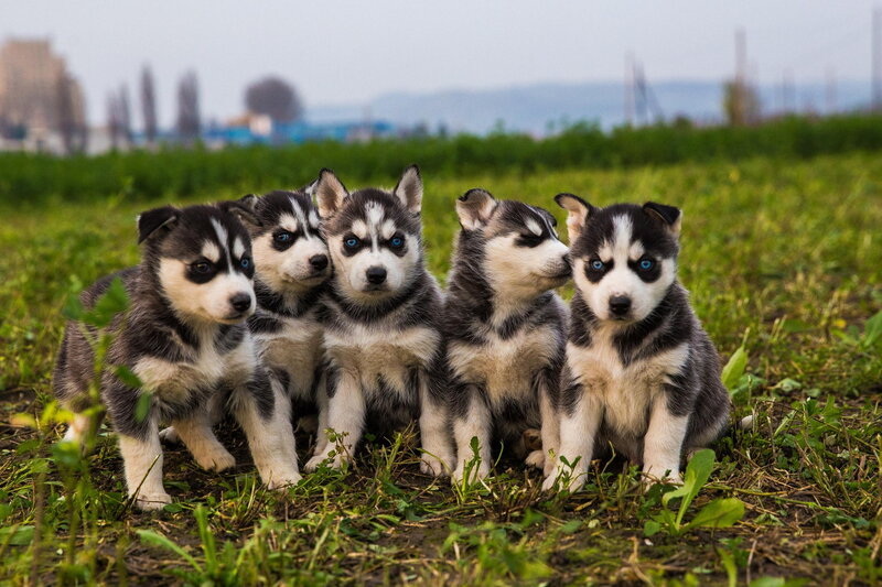 Five Husky Puppies — Green