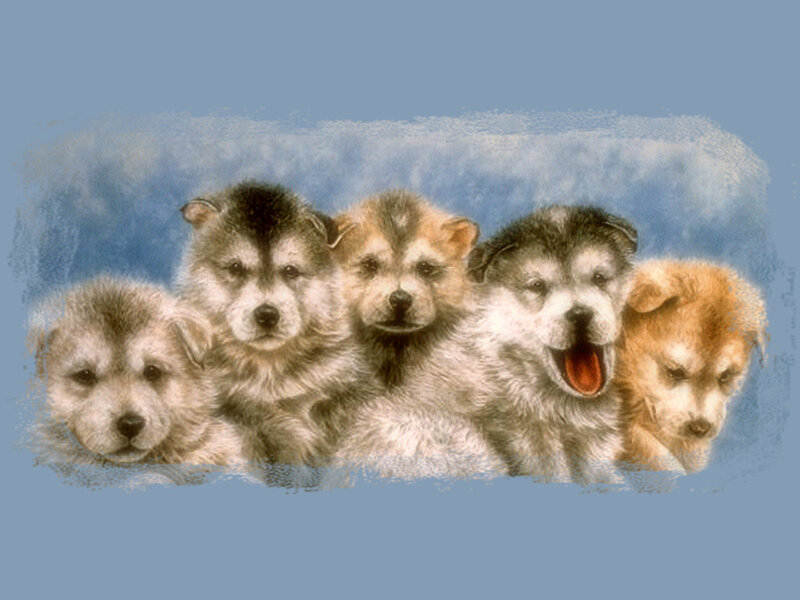 Five Husky Puppies