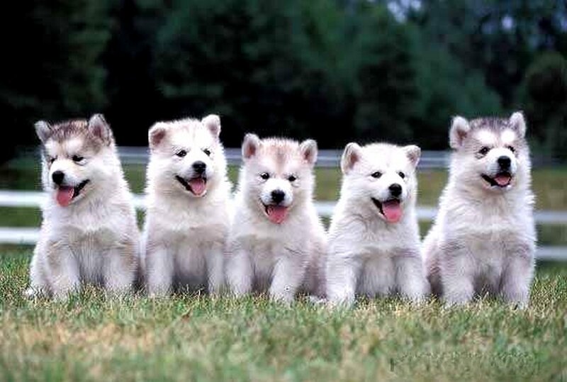 Five Husky Puppies — White, Playful