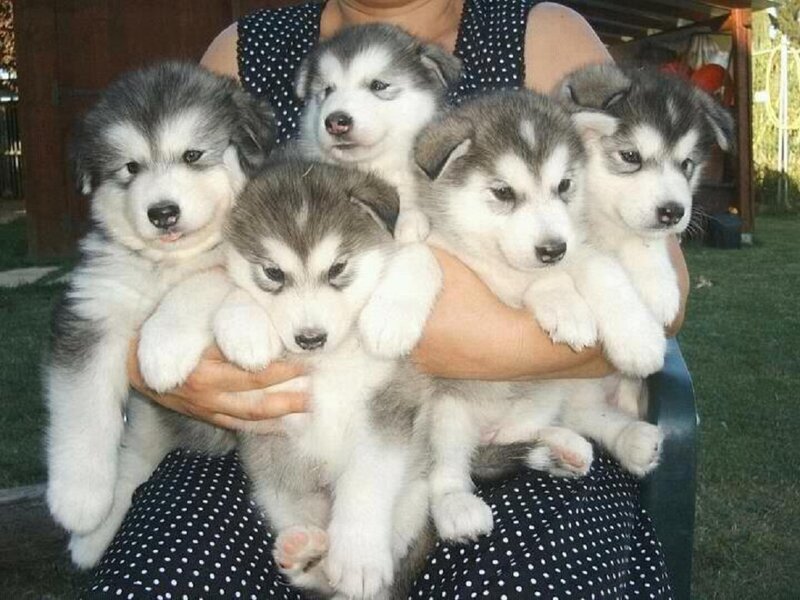 Five Husky Puppies — White