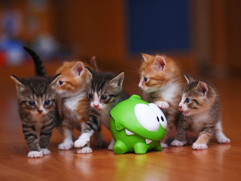 Five Kittens Around Toy