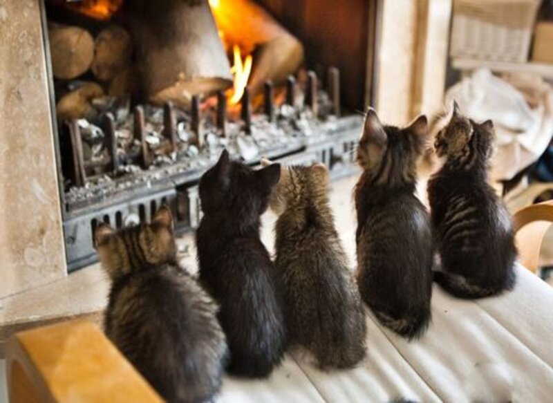 Five Kittens by Fireplace