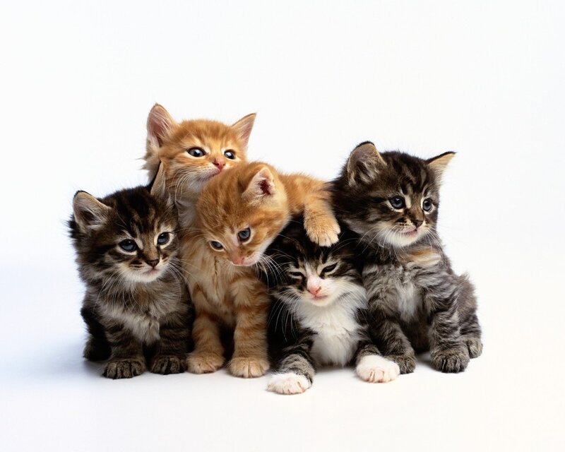 Five Kittens Huddled
