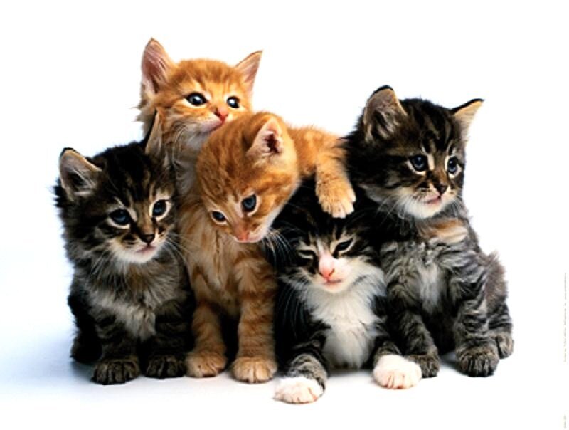 five kittens huddled together