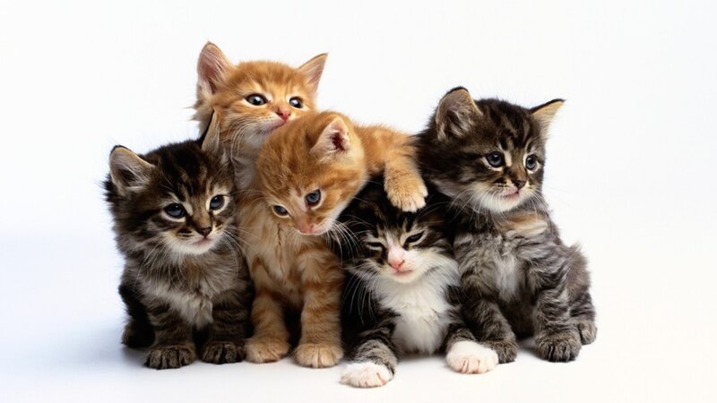 Five Kittens Huddled Together — White, Calm