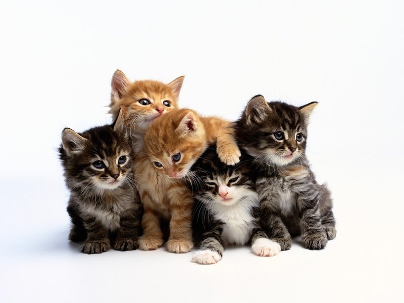 Five Kittens Huddled Together — White