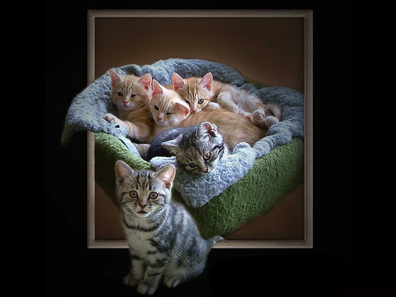 Five Kittens in a Bed