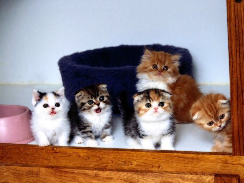 Five Kittens in a Bed — White, Curious