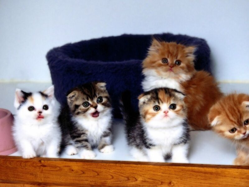 Five Kittens in a Bed — White, Cute