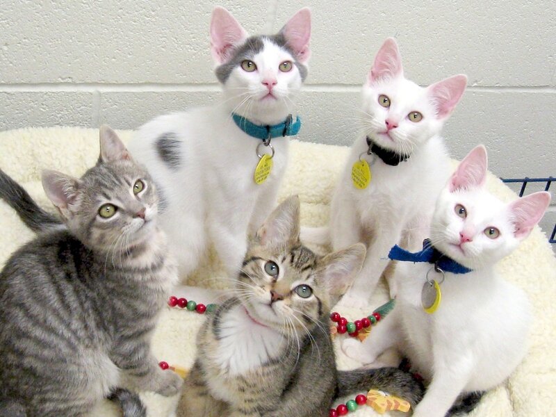 Five Kittens in a Bed — White