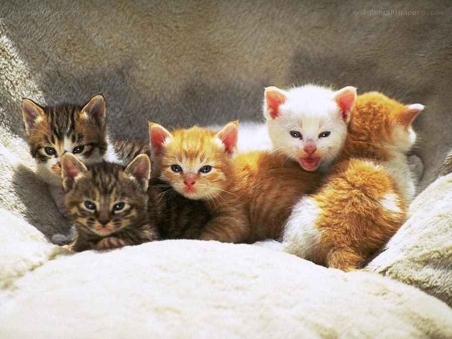 five kittens in a blanket