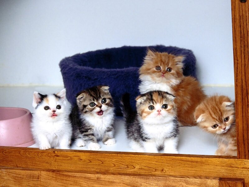 Five Kittens in a Box
