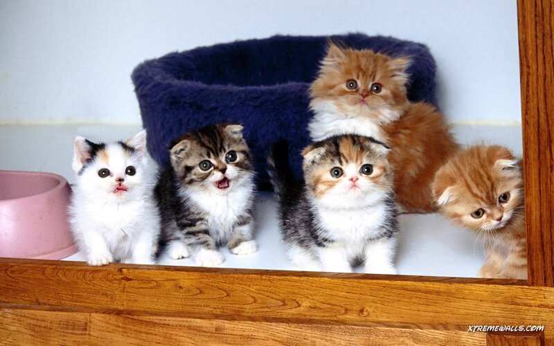 Five Kittens in a Box — White