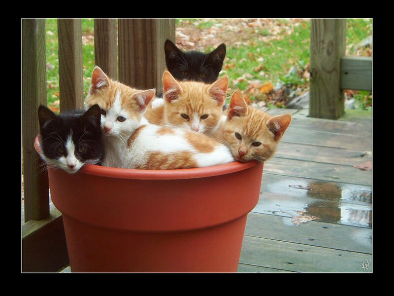 Five Kittens in a Pot