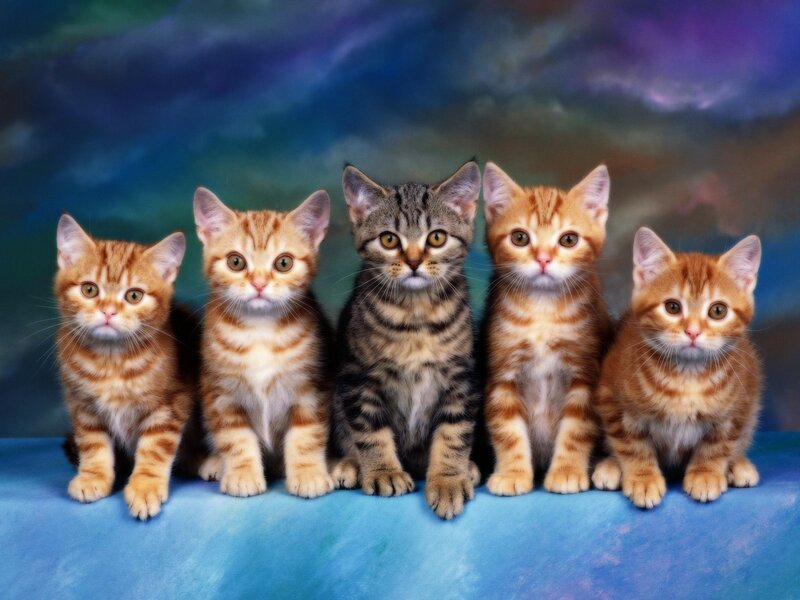 five kittens in a row