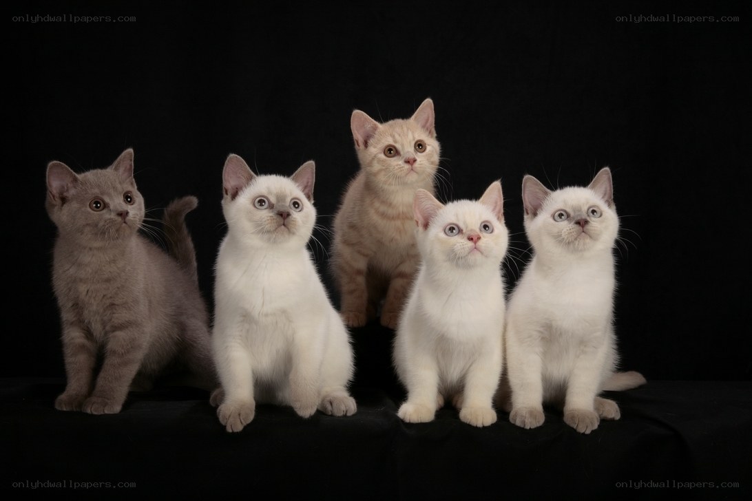 five kittens in a row