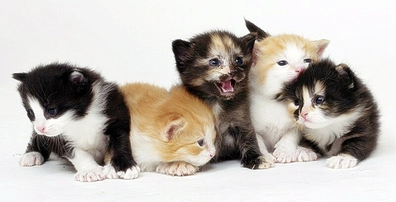 five kittens in a row